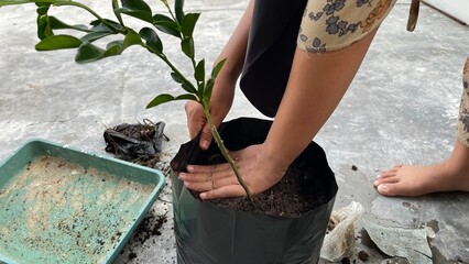 A hand is planting a tree in a pot
