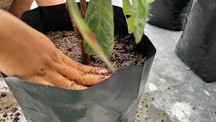 A hand is planting a tree in a pot