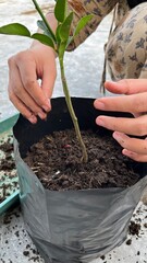 A hand is planting a tree in a pot