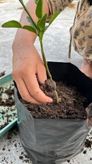 A hand is planting a tree in a pot