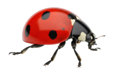 Red ladybug with black spots isolated PNG, close-up of a ladybird beetle on transparent background, insect with shiny shell for biology and nature studies