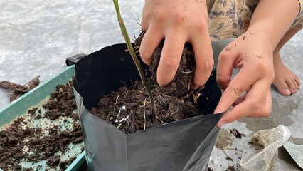 A hand is planting a tree in a pot