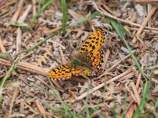 A Pearl-boardered Fritillary Resting on the Ground