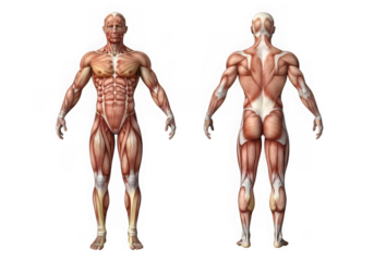 Anatomical illustration of the human muscular system, showing anterior and posterior views, isolated on transparent background