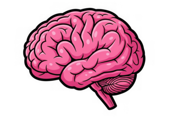 A stylized illustration of a human brain, the center of the nervous system, isolated on transparent background
