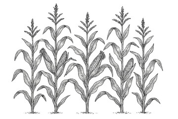 Mature corn plants with developing ears of maize in detailed sketch style