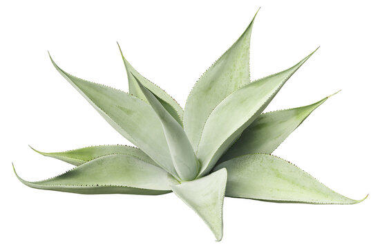 Tropical agave plant isolated on white background.This has clipping path.