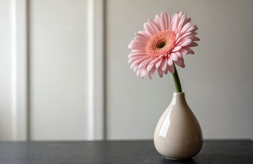 Beautiful pink Gerbera daisy flower blooms in smooth light beige vase. Stands on dark simple table surface, showing freshness. Clean white panel wall provides bright backdrop. Minimal botanical decor