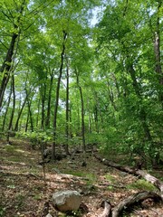 Obraz premium A landscape photo of a lush green forest floor with sun shining through the canopy above.