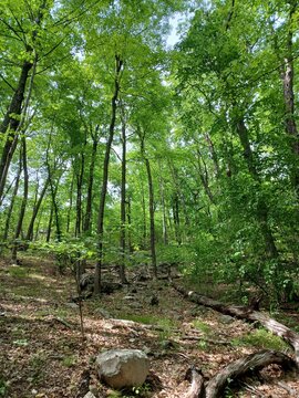 A landscape photo of a lush green forest floor with sun shining through the canopy above.