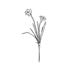 Floral daffodil sprig with two flowers and leaves. Hand drawn in black.
