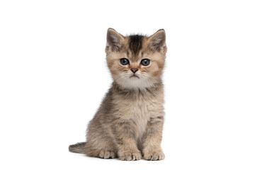 Cute tabby british shorthair kitten sitting and looking at the camera  isolated on a white...