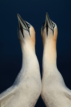 Two gannet birds during mating season with their heads togething in a greeting ritual