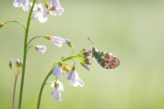 Male orange tip butterfly on a pentecostalflower