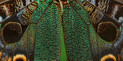 Abstract Background with Natural Texture &ndash; Bright Green Symmetrical Butterfly Wings