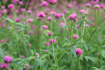 Gomphrena 'Fireworks' has bright pink flowers with yellow globular tips that spread out like fireworks on long stems. Pink Firework(Gomphrena pulchella) is a long-lived flowering plant. Like firework

