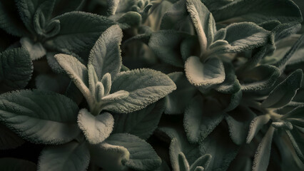 Close up macro shot of soft fuzzy green and grey lamb s ear leaves with intricate textures and natural lighting