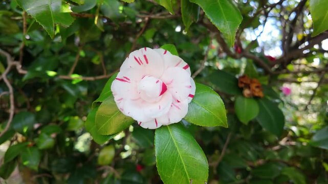 Delicate white camellia lavinia maggi with red variegation captured in a closeup shot, surrounded by glossy green leaves in a tranquil garden setting.