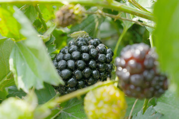 Natural food - fresh ripe blackberries in a garden. Bunch of ripe blackberry fruit - Rubus fruticosus - on branch with green leaves on a farm. Close-up, blurred background. Chakwal, Punjab, Pakistan