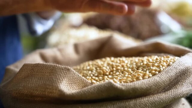 A close-up shot of a hand reaching into a burlap sack filled with grains Stock Video
