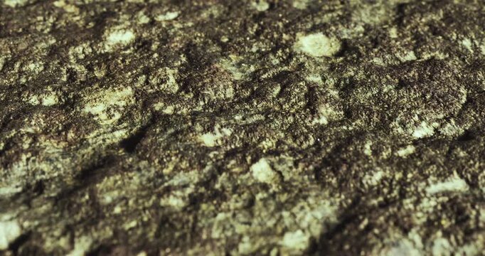 A detailed view of a rocky surface showcasing various textures and colors. The natural elements include patches of moss and lichen, creating a vibrant ecosystem.