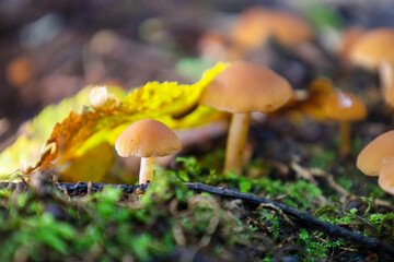 Two small orange-brown mushrooms grow out of a carpet of bright green moss on the forest floor, surrounded by blurred yellow autumn leaves. This soft macro shot conveys the warmth of the colors and th