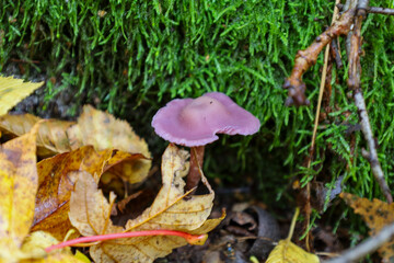 ​A vibrant purple mushroom with a delicate stem sprouts among bright green moss and fallen yellow-brown autumn leaves.