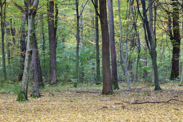 A tranquil forest landscape featuring tall, straight tree trunks rising toward the autumn canopy. The ground is covered by a dense carpet of fallen yellow leaves.