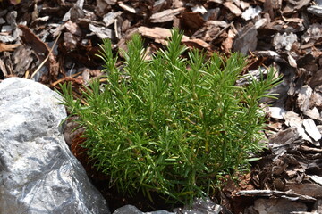 Rosemary plant in the garden