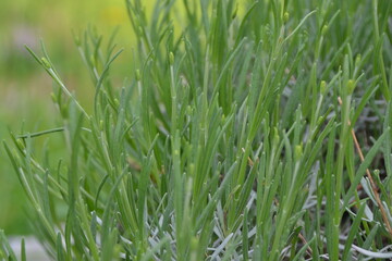 green grass background