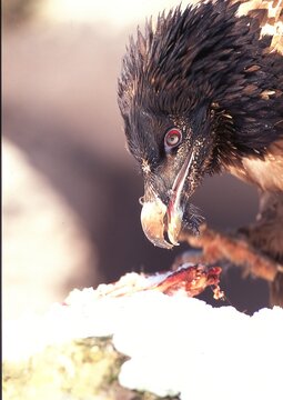 Bartgeier beim Fressen