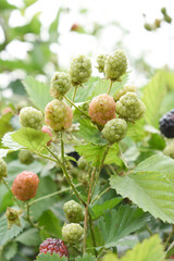 Natural food - fresh unripe blackberries in a garden. Bunch of unripe blackberry fruit, Rubus fruticosus - on branch with green leaves on a farm. Closeup, blurred background. Chakwal, Punjab, Pakistan