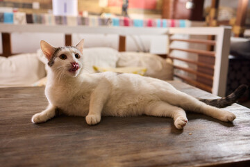 A Cute Cat lounging comfortably in a Bright and inviting Living Room filled with light
