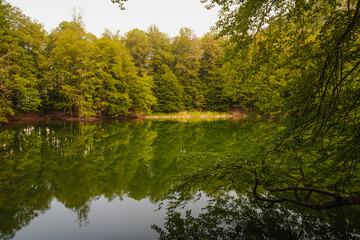 A lake in the forest