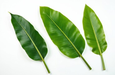 Obraz premium Three lush green banana leaves with prominent veins are arranged on a clean white background. They lie flat, showcasing their natural shape and texture, ideal for design projects.