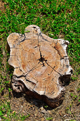 Cut tree trunk on the grass, Ribeirao Preto, Sao Paulo, Brazil