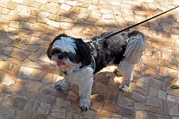 Dog breed shih tzu on a leash, Ribeirao Preto, Sao Paulo, Brazil