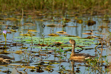 Lesser Whistling Duck Floating Peacefully on a Sunlit Water Body