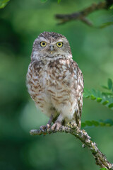Burrowing owl in a tree