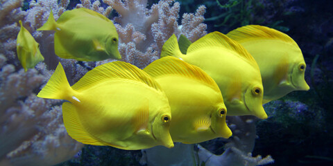 Gelbe Segelflossendoktor (Zebrasoma flavescens) Gruppe, Panorama  © Aggi Schmid
