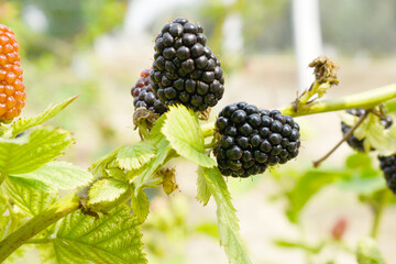 Natural food - fresh ripe blackberries in a garden. Bunch of ripe blackberry fruit - Rubus fruticosus - on branch with green leaves on a farm. Close-up, blurred background. Chakwal, Punjab, Pakistan