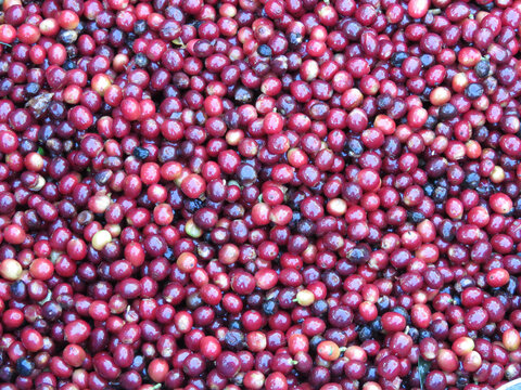 Granos de Caf&eacute; Maduro centro de cosecha