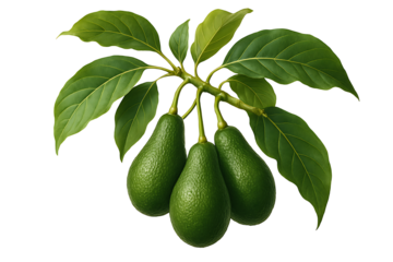 Avocado fruit branch isolated on transparent background