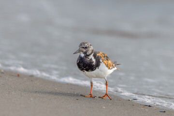 Ruddy turnstone (Arenaria interpres) searching for food on the beach in the Camargue, France.