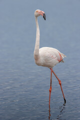 Greater flamingo (Phoenicopterus roseus) standing in the shallow water of a lagoon in the Camargue, France.
