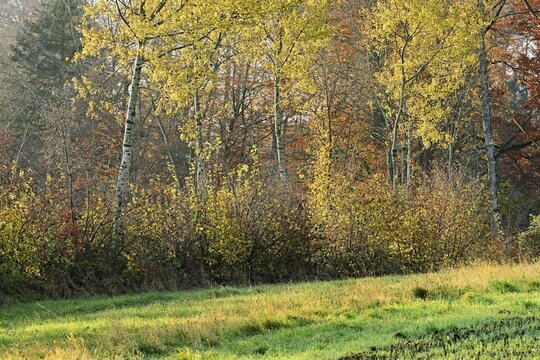 Autumn-colored birch trees (Betula pendula), Beinwil-Freiamt, Canton, Aargau, Switzerland