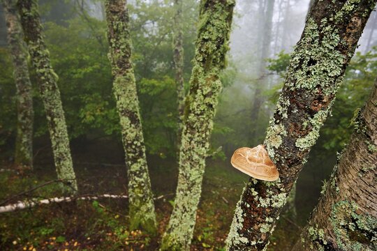 Birch porling (Piptoporus betulinus), on the trunk of a birch tree, Chamonix, France