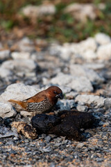 Scaly Breasted Munia Foraging Insects on Cow Dung in Urban Outskirts of Kolkata, India