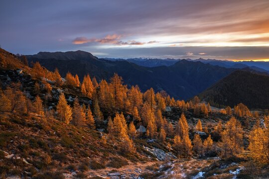 Autumn larches (Larix) in the first light of the rising sun, Alpe Salei, Onsernone Valley, Canton of Tessin, Switzerland