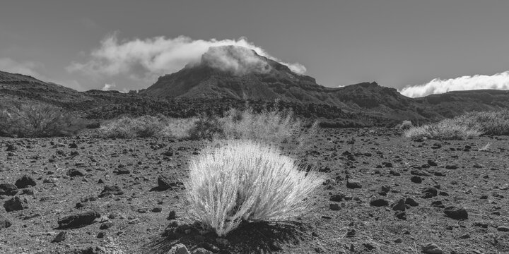 Faded gorse and the peak of Monta&ntilde;a Guajara surrounded by trade clouds, also: Alto de Guajara, 2715 m, crater walls, Caldera de las Ca&ntilde;adas, a huge volcanic collapse, Teide National Park, Parque Nacional del Teide, Tenerife, Canary Islands, Spain